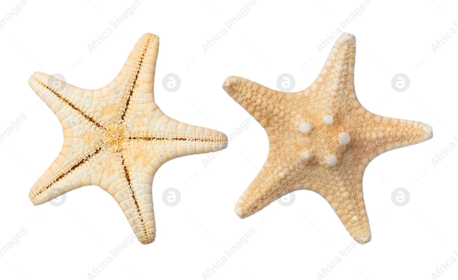 Image of Beautiful sea stars on white background, collage