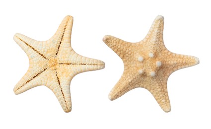 Beautiful sea stars on white background, collage