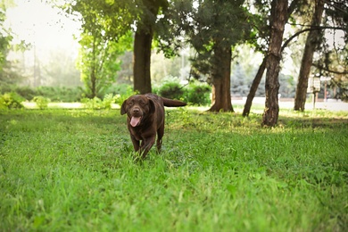 Photo of Cute Chocolate Labrador Retriever dog in summer park