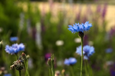 Photo of Beautiful blue cornflower outdoors on summer day