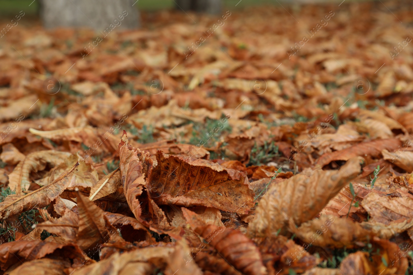 Photo of Dry leaves on green grass outdoors, closeup view