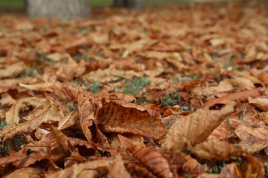 Photo of Dry leaves on green grass outdoors, closeup view