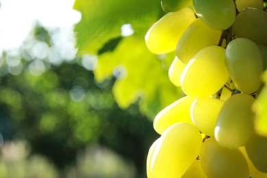 Photo of Fresh ripe juicy grapes growing on branch outdoors, closeup