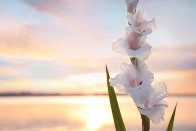 Beautiful white gladiolus flowers against river at sunset, space for text. Nature healing power