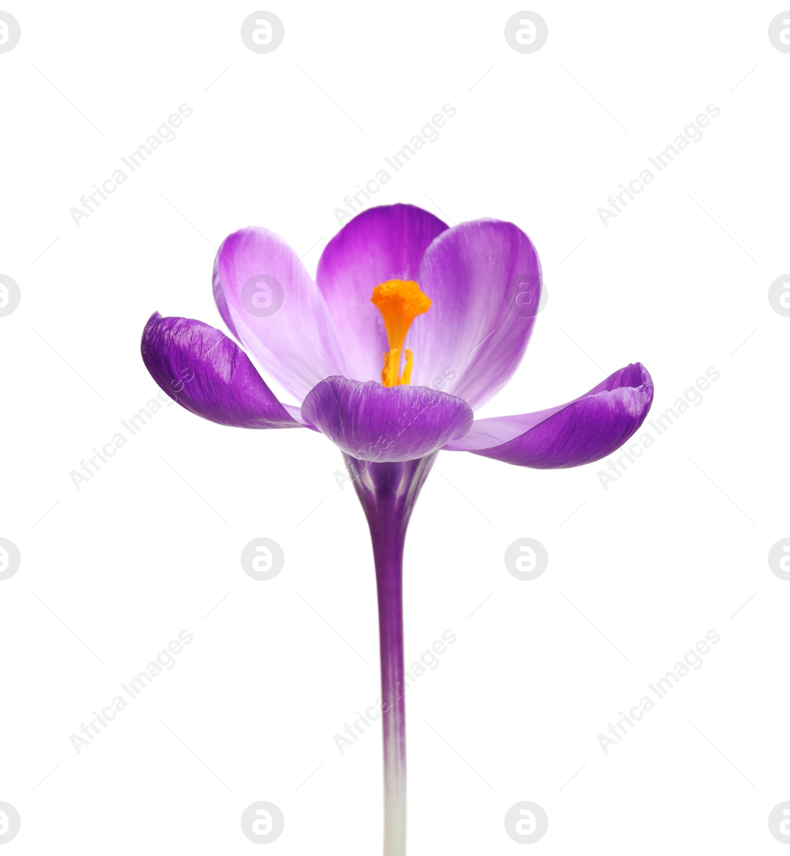 Photo of Beautiful spring crocus flower isolated on white