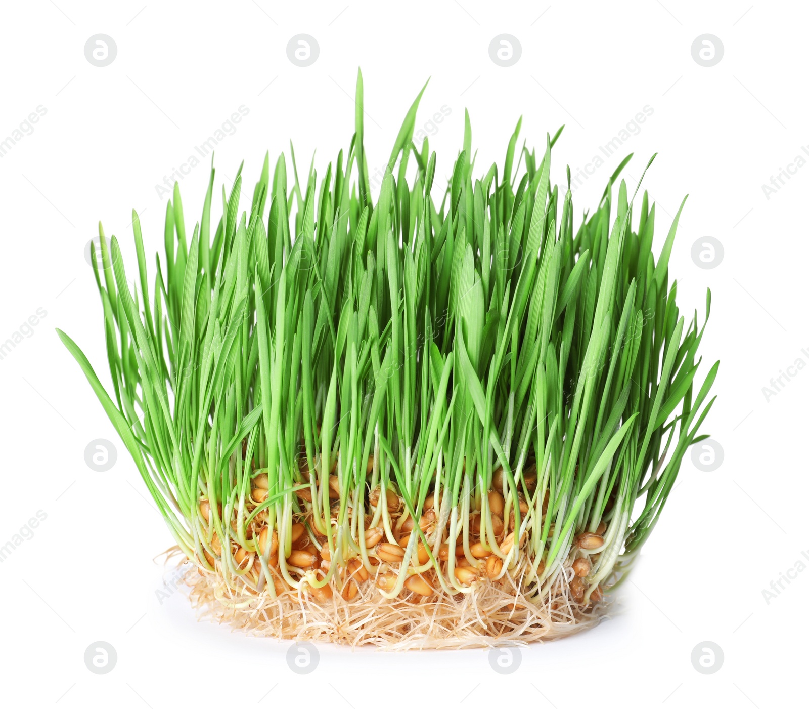 Photo of Fresh sprouted wheat grass isolated on white