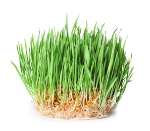 Fresh sprouted wheat grass isolated on white