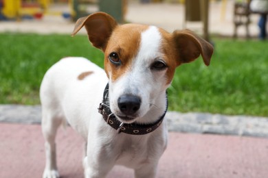 Photo of Beautiful Jack Russell Terrier in black leather dog collar outdoors