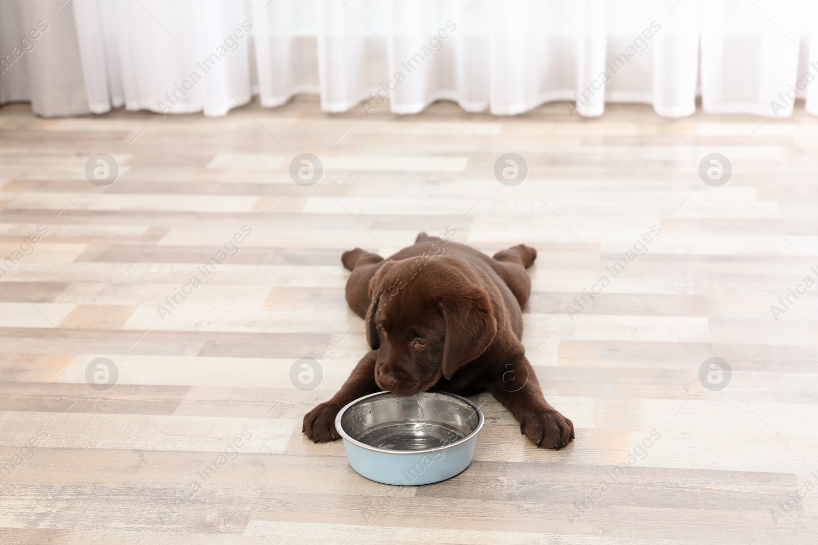 Photo of Chocolate Labrador Retriever puppy eating  food from bowl at home