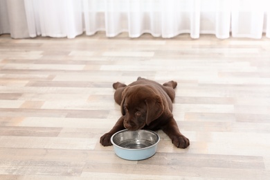 Chocolate Labrador Retriever puppy eating  food from bowl at home