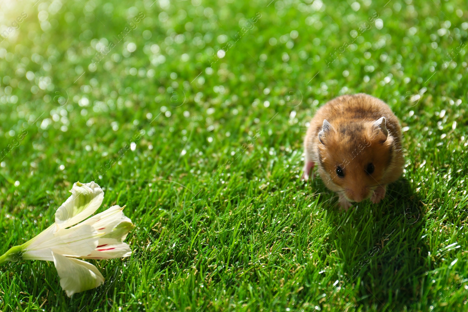 Photo of Cute little hamster near flower on green grass outdoors