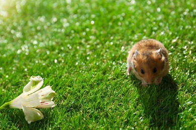 Cute little hamster near flower on green grass outdoors