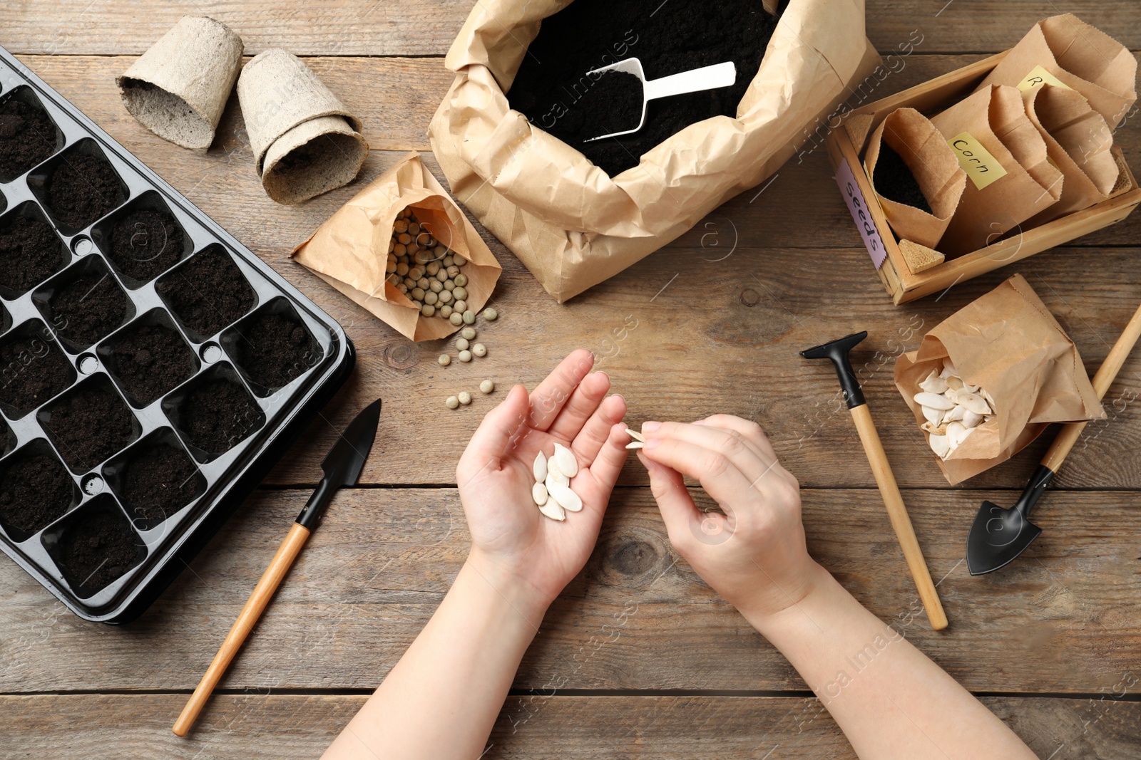 Photo of Woman preparing vegetable seeds for planting at wooden table, closeup