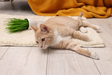 Photo of Cute ginger cat near overturned houseplant on carpet at home