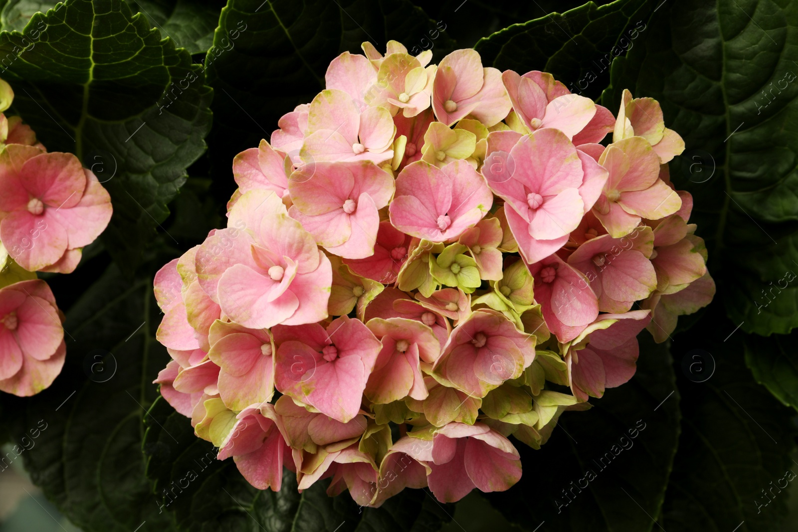Photo of Hortensia plant with beautiful pink flowers, closeup