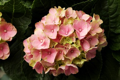 Hortensia plant with beautiful pink flowers, closeup