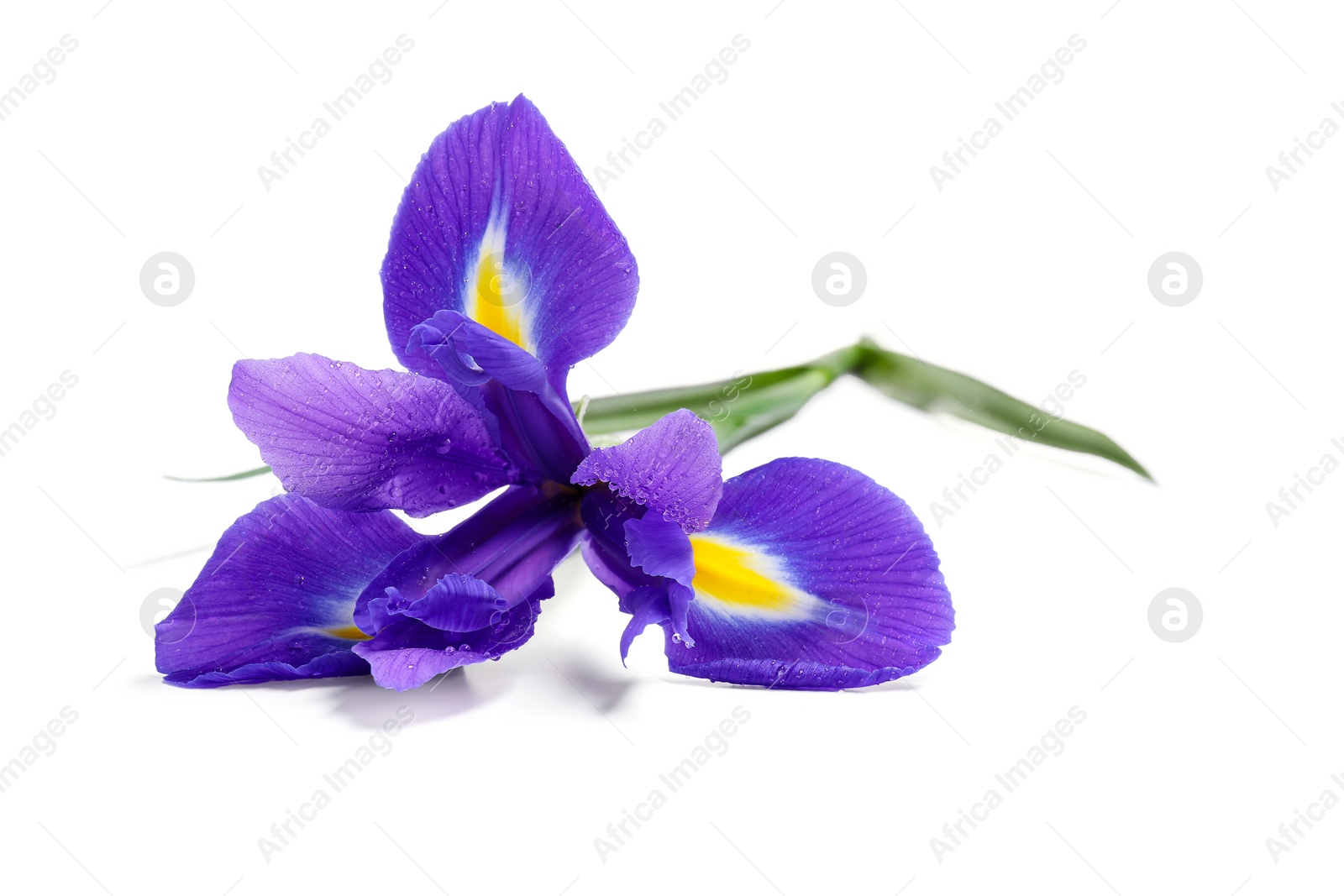 Photo of Beautiful violet iris flower isolated on white