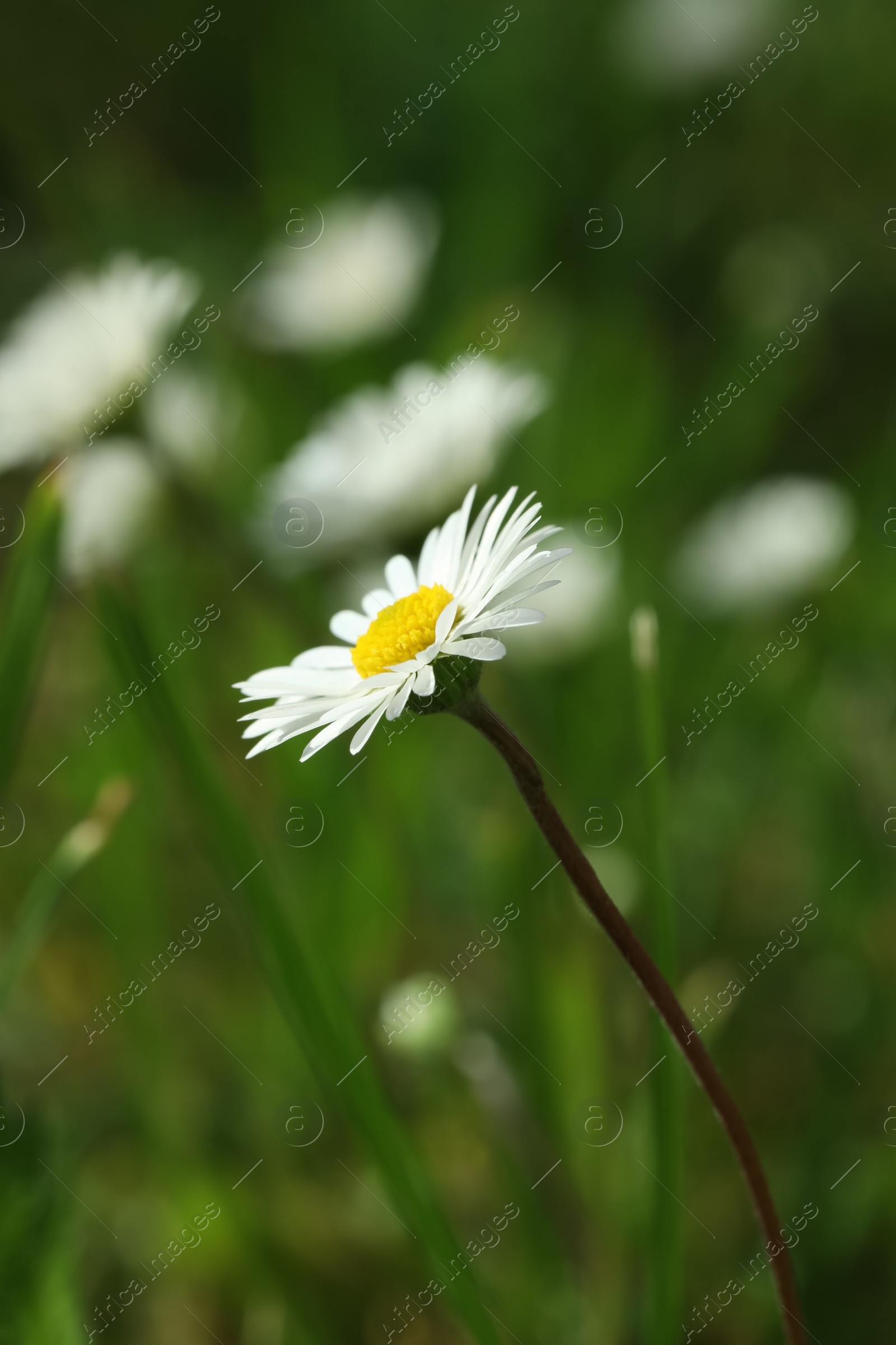 Photo of Beautiful daisy flower growing outdoors, closeup view