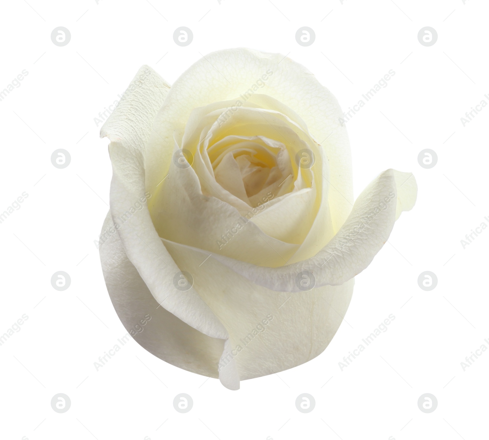 Photo of Beautiful fresh rose on white background. Perfect gift