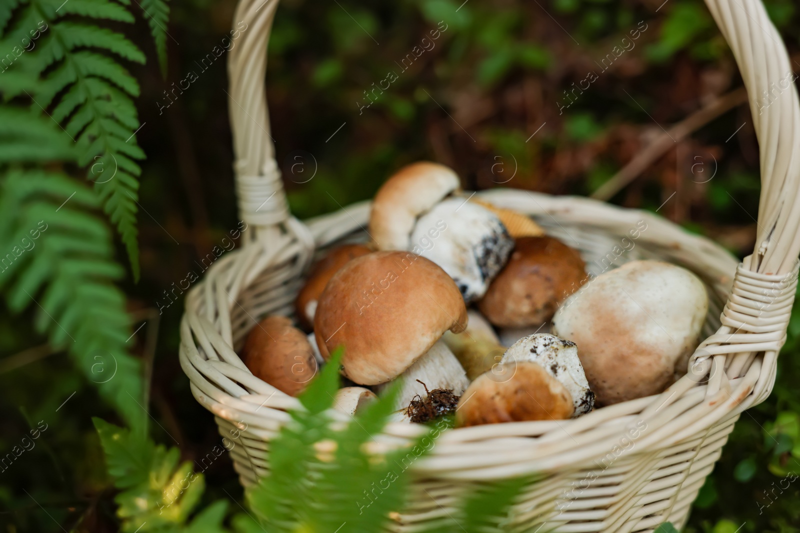 Photo of Basket full of fresh mushrooms in forest, closeup