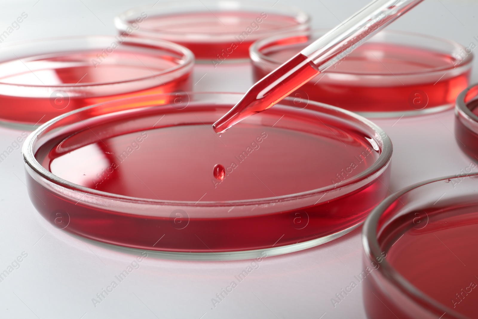 Photo of Dripping red liquid into Petri dish on white background, closeup