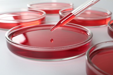 Dripping red liquid into Petri dish on white background, closeup