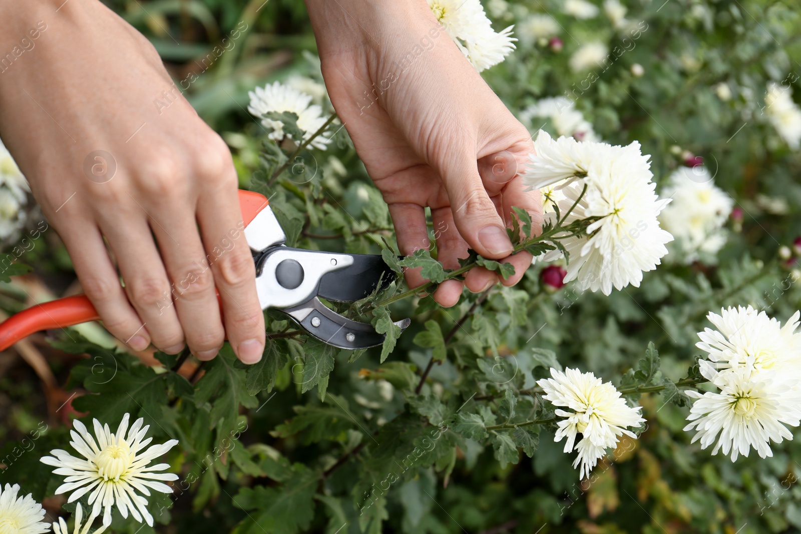 Photo of Woman pruning chrysanthemum stem by secateurs in garden, closeup