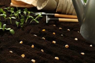 Gardening tools, corn seeds and vegetable seedlings in fertile soil