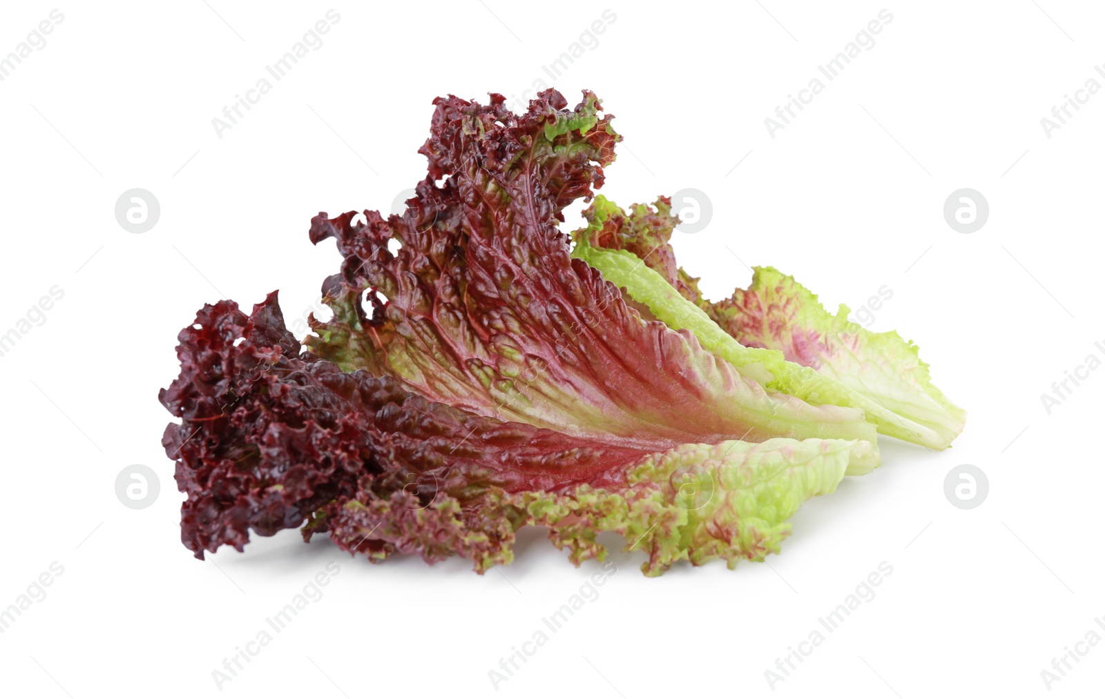 Photo of Leaves of fresh red coral lettuce isolated on white