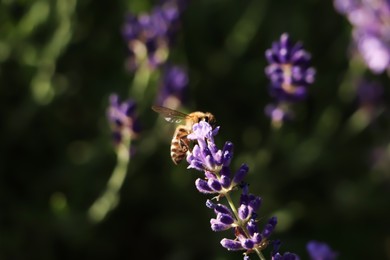 Photo of Closeup view of beautiful lavender with bee in field on sunny day