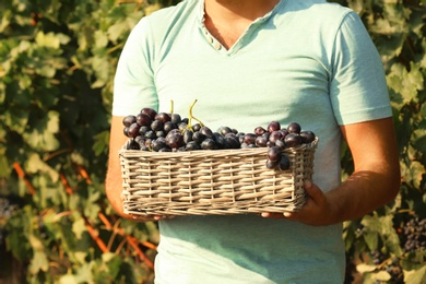 Photo of Man holding basket with fresh ripe juicy grapes in vineyard, closeup