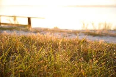 Photo of Green grass with water drops at sunrise. Early morning landscape