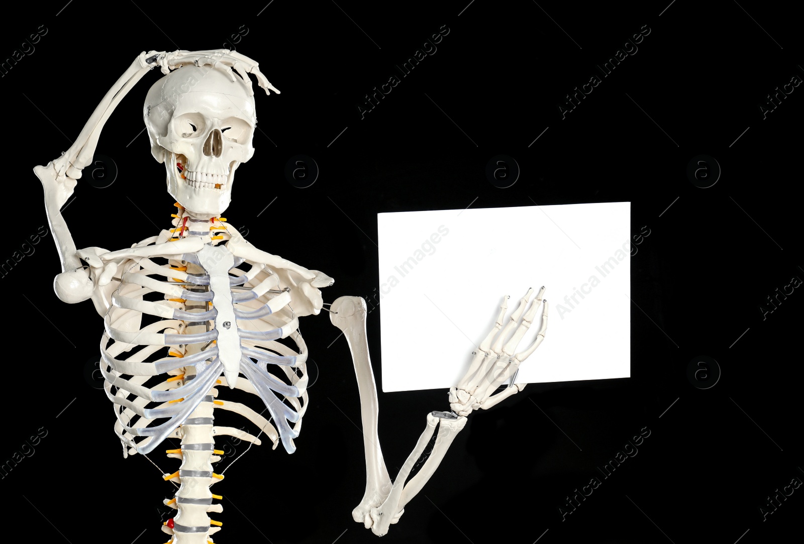 Photo of Artificial human skeleton model with blank paper sheet on black background. Space for text