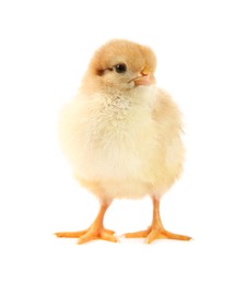 Photo of One cute chick isolated on white. Baby animal