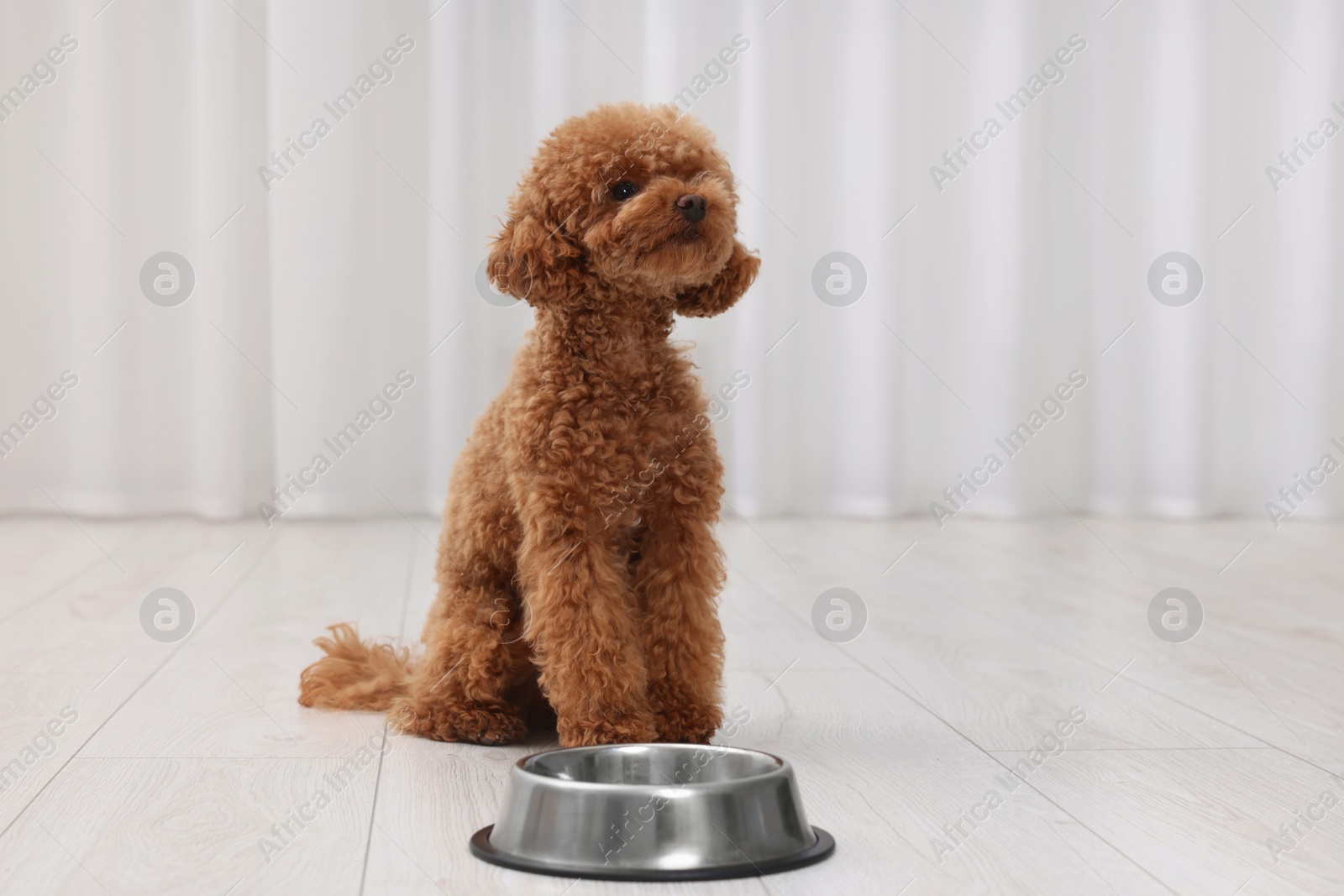 Photo of Cute Maltipoo dog near feeding bowl indoors. Lovely pet