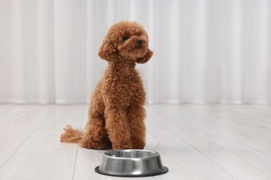 Photo of Cute Maltipoo dog near feeding bowl indoors. Lovely pet