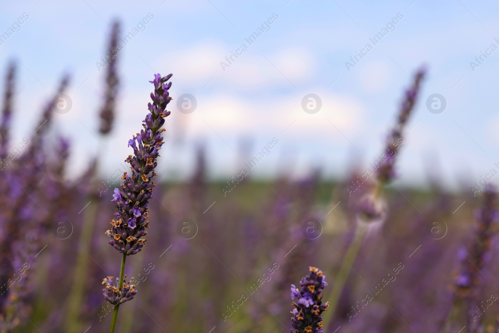 Photo of Beautiful blooming lavender growing in field, closeup. Space for text