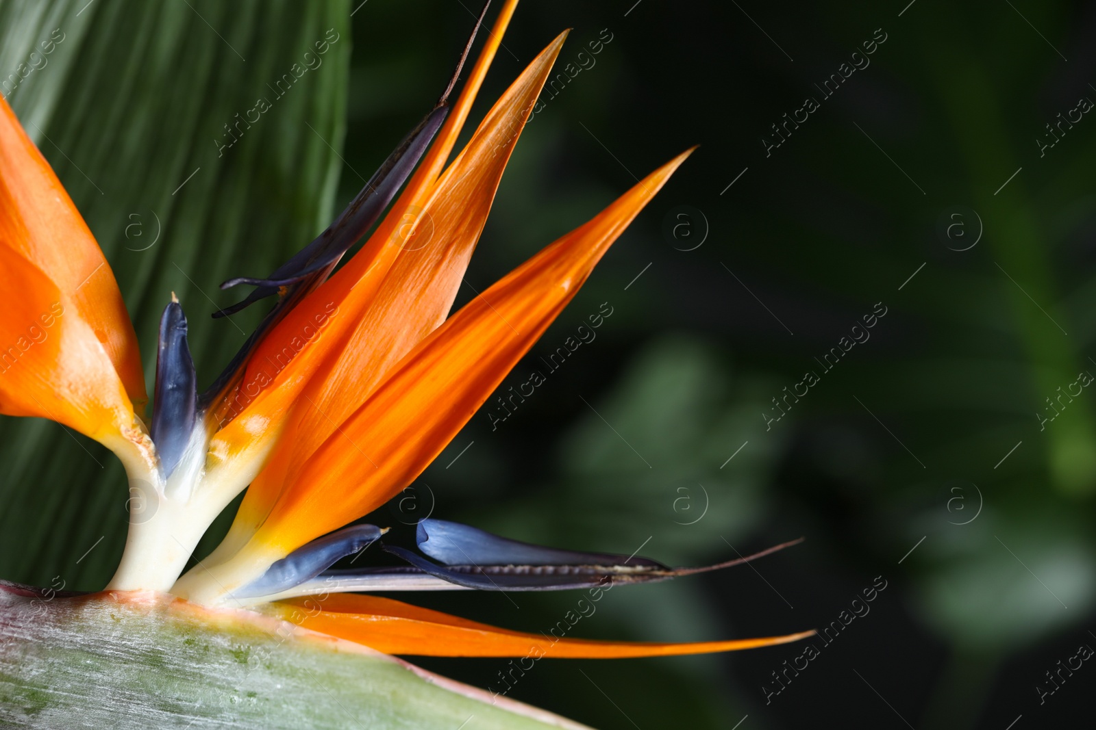 Photo of Bird of Paradise tropical flower on blurred background, closeup. Space for text