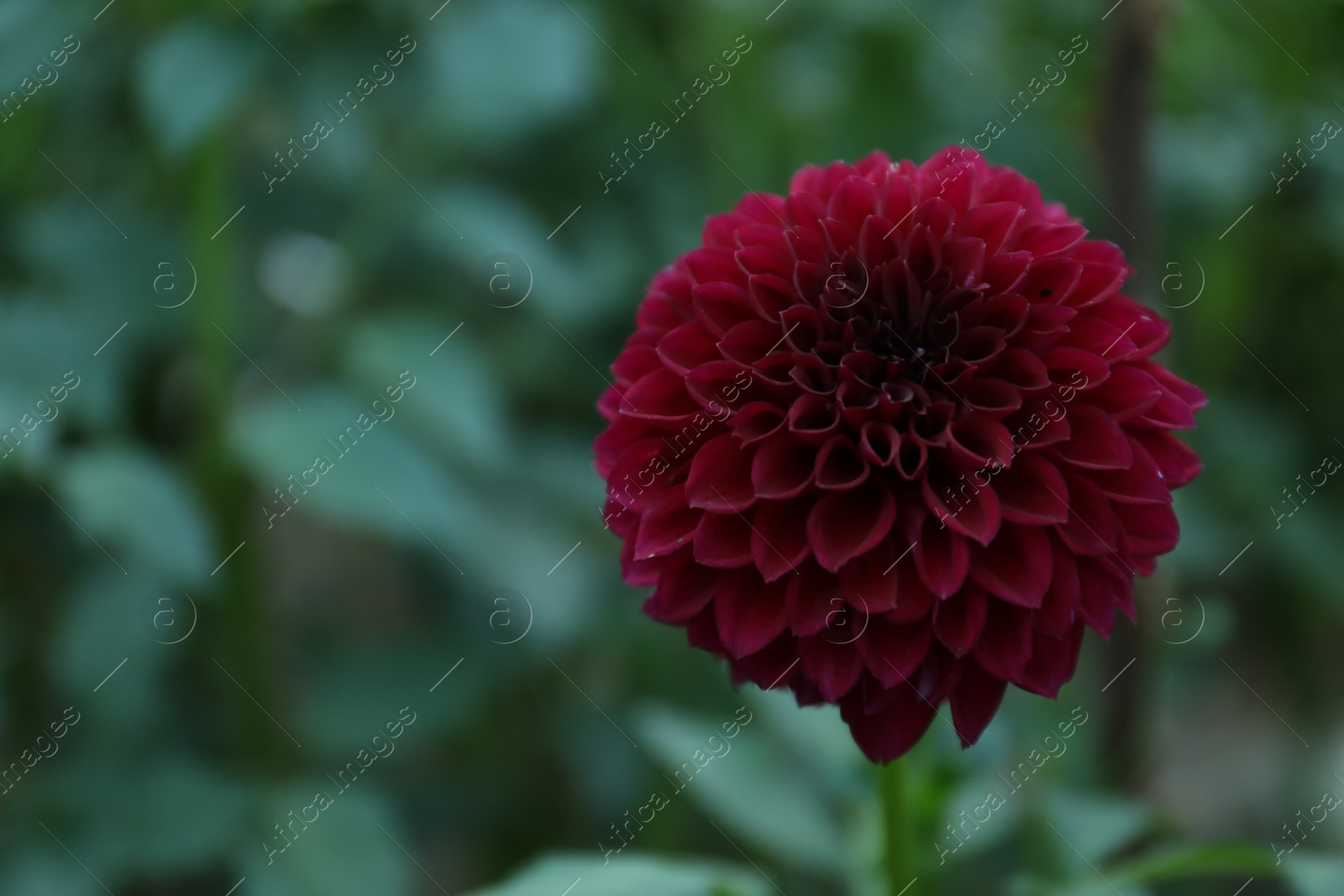 Photo of Beautiful blooming deep red dahlia flower in green garden, space for text