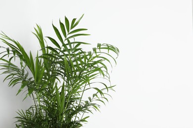 Photo of Beautiful chamaedorea plant near white wall, space for text. House decor