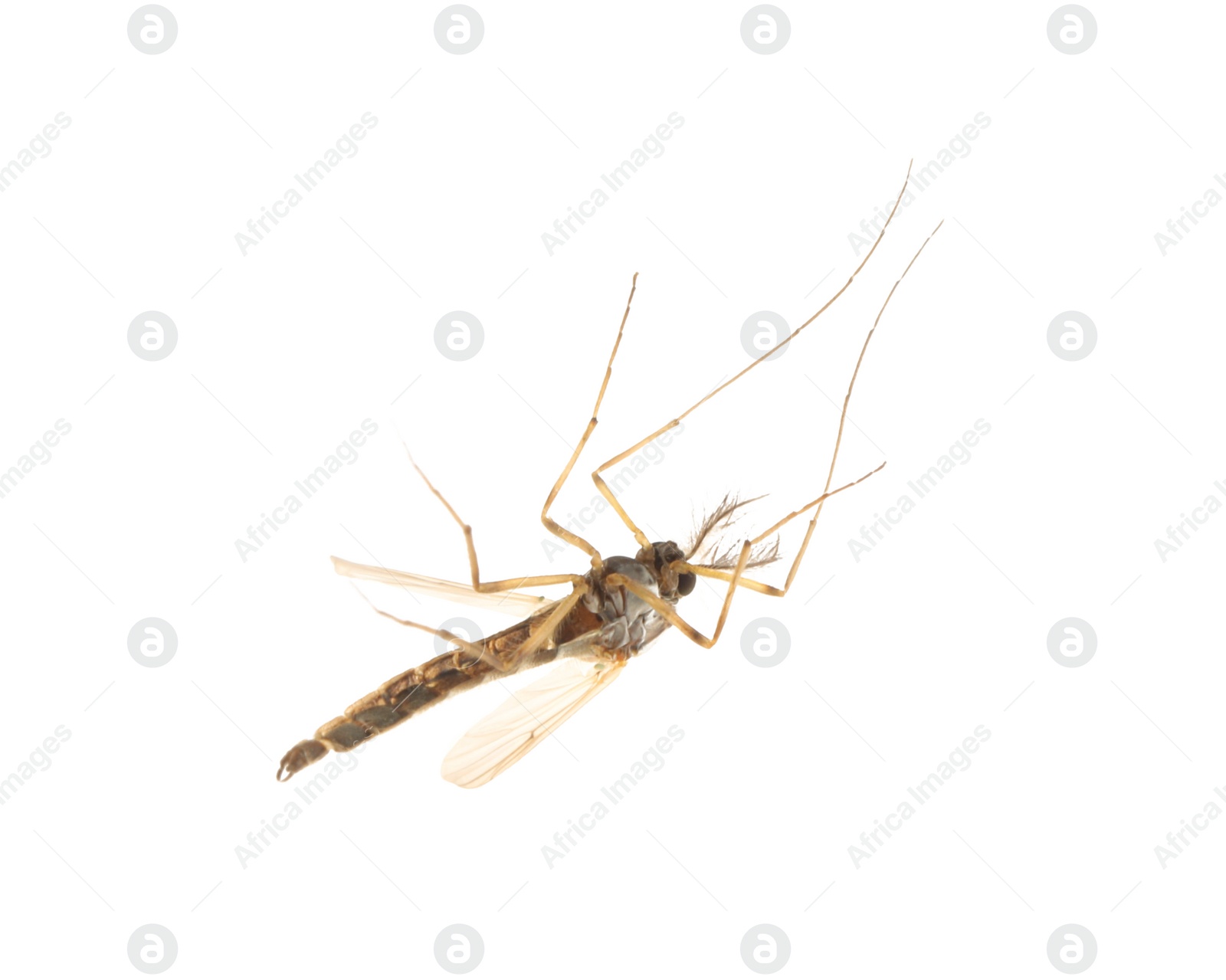 Photo of Closeup view of mosquito on white background