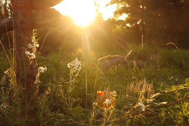 Photo of Picturesque view of countryside with beautiful wildflowers in morning