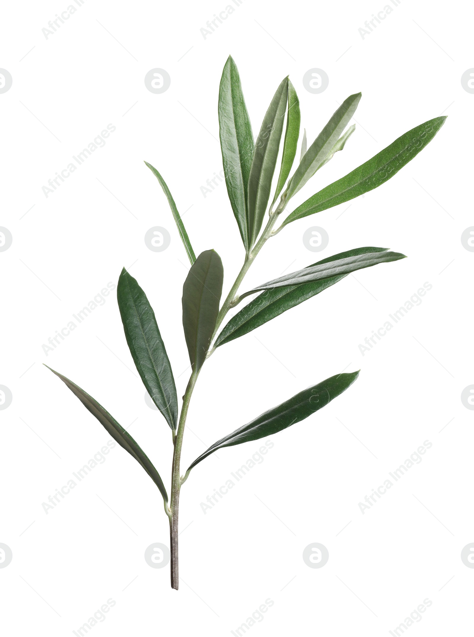 Photo of Olive twig with fresh green leaves on white background