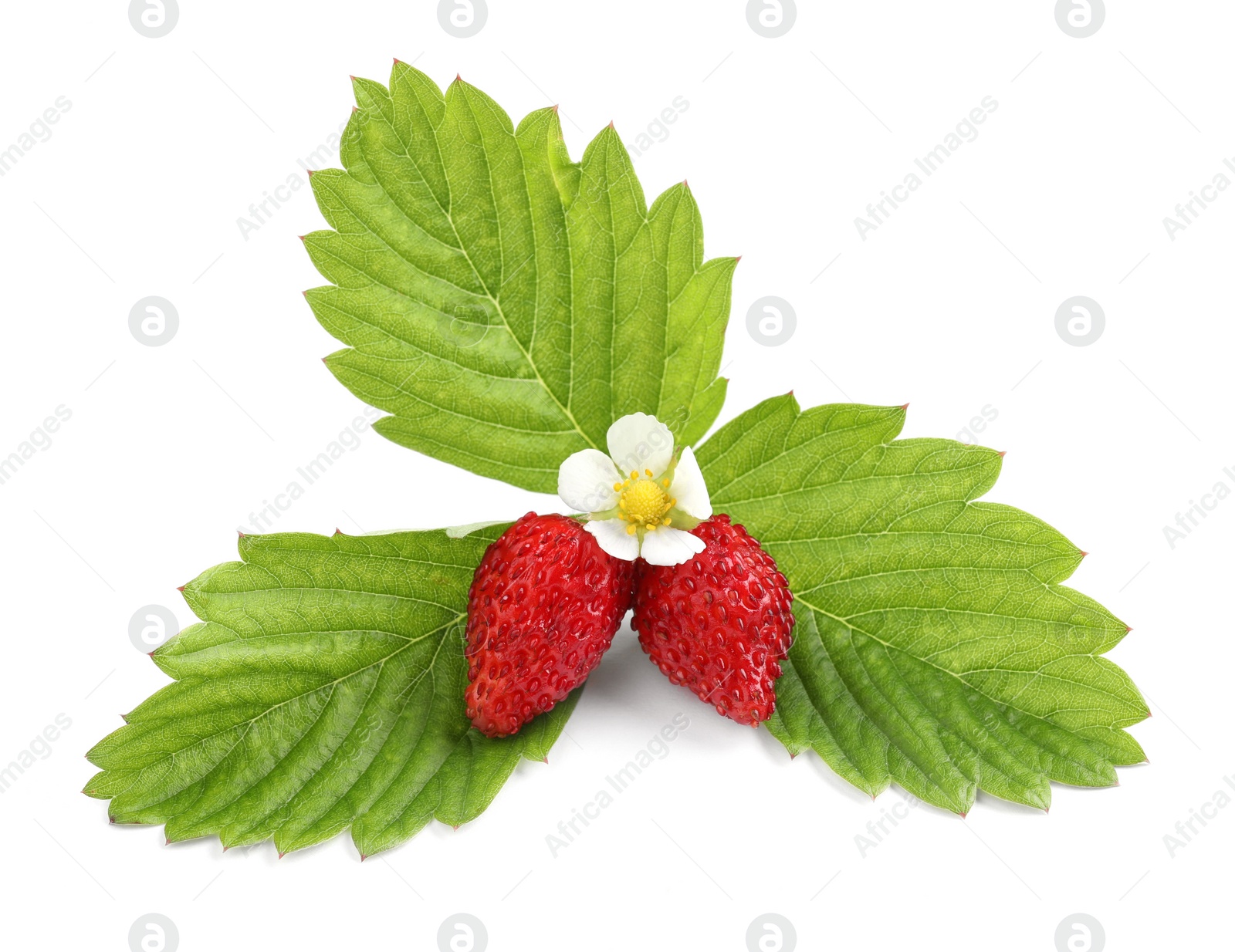 Photo of Ripe wild strawberries, green leaves and flower isolated on white