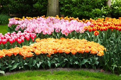 Photo of Park with different beautiful tulip flowers. Spring season