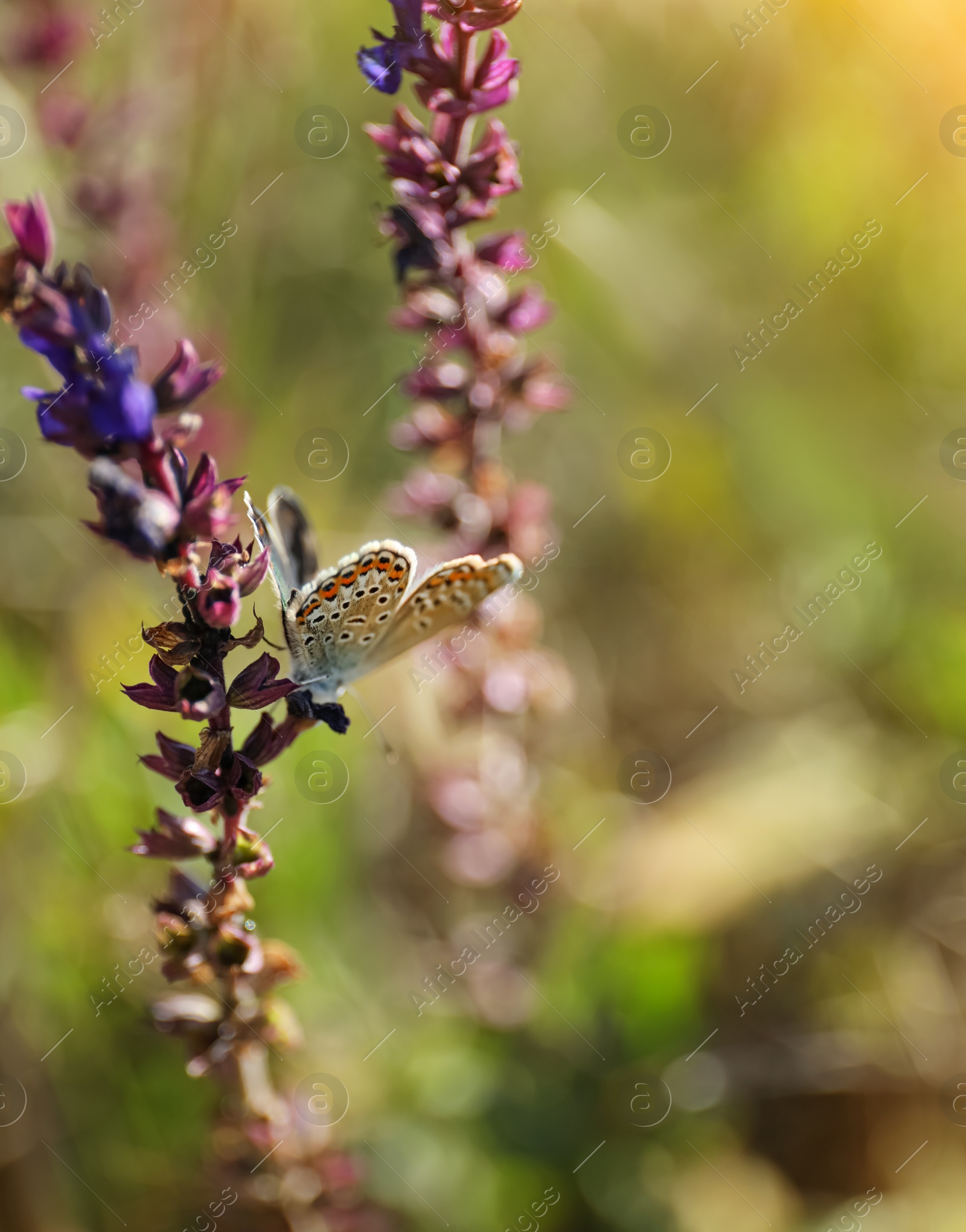 Photo of Beautiful Adonis blue butterfly on flower in field, closeup