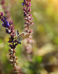 Photo of Beautiful Adonis blue butterfly on flower in field, closeup