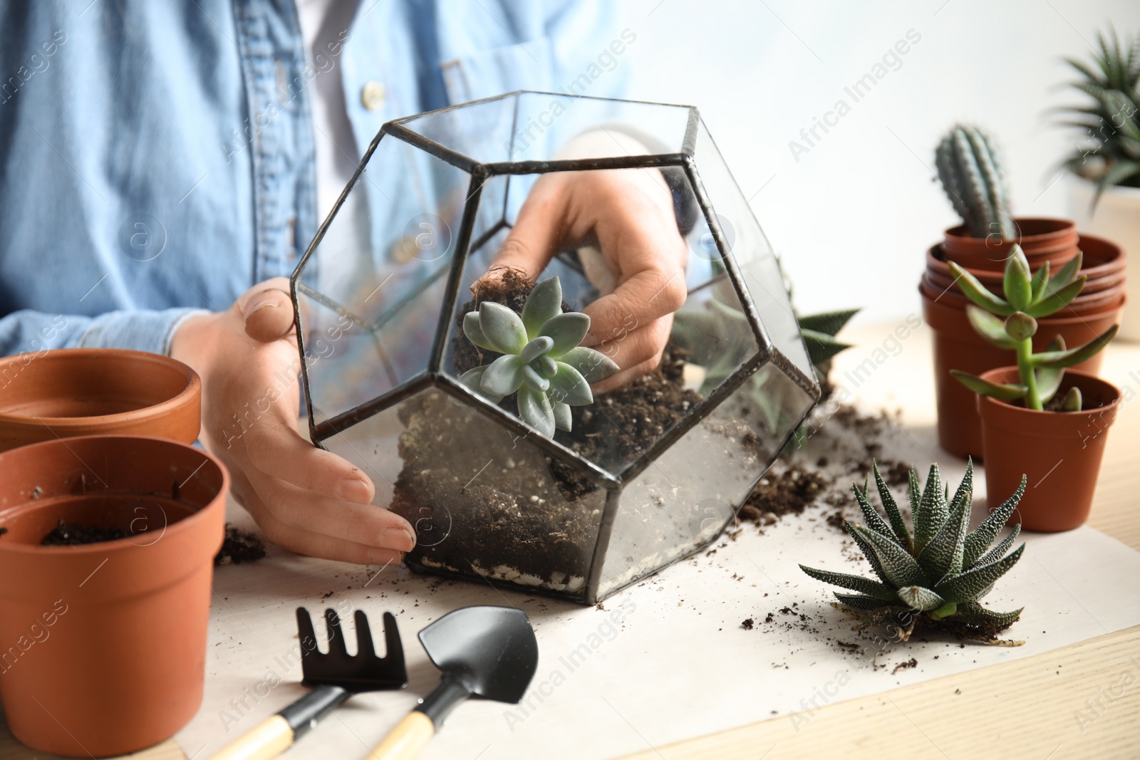 Photo of Woman transplanting home plants into florarium at table, closeup