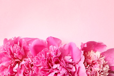 Photo of Beautiful peonies on color background, flat lay with space for text