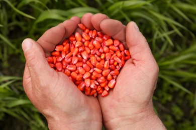 Photo of Farmer holding pile of corn seeds above green grass, top view